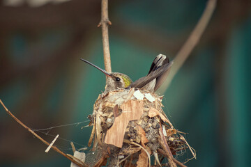 Colibríes en nido, nidos de aves. © Isa