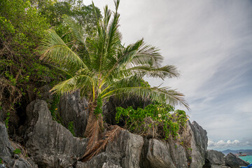 Palm tree growing from the grey limestone cliffs against the blue sky in Coron, Palawan, Philippines