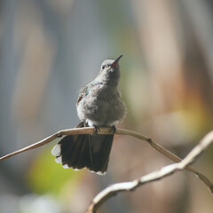 Colibríes en Libertad, fotos de aves. © Isa