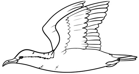 Sargasso Shearwater Bird Line Art Outline Vector Drawing