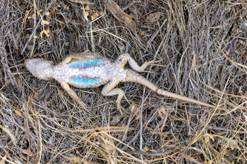 Western Fence Lizard adult male with semi-detached tail playing dead after a catch and release....