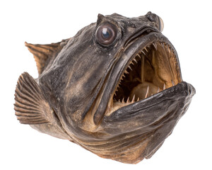 An anglerfish with sharp teeth and menacing appearance, isolated transparency background, showcasing its unique features and textures. This fish is known for its deep sea habitat and predatory