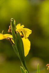 summer green plants, minimalist background