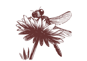 Dragonfly Hand Drawn Natural Illustration Vector Isolated by AZ for Books, Arts, Design and Decoration Graphic Asset