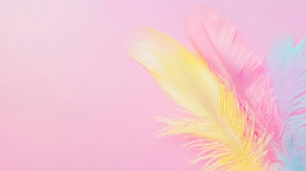 Pastel feathers on pink background, soft light, spring design