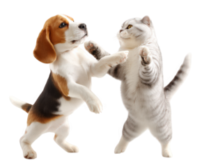 Playful beagle dog and British Shorthair cat interact joyfully, showcasing their friendship and energy. This delightful scene captures essence of companionship between pets