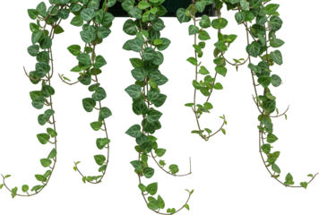 Lush Green Vine Hanging Plant Foliage Cascading Vines Nature Botanical Isolated Greenery Background