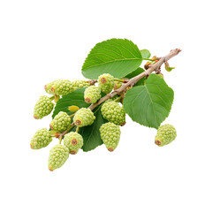 Fresh Green Mulberries on the Branch with Leaves