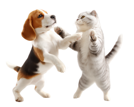 Playful beagle dog and British Shorthair cat interact joyfully, showcasing their friendship and energy. This delightful scene captures essence of companionship between pets