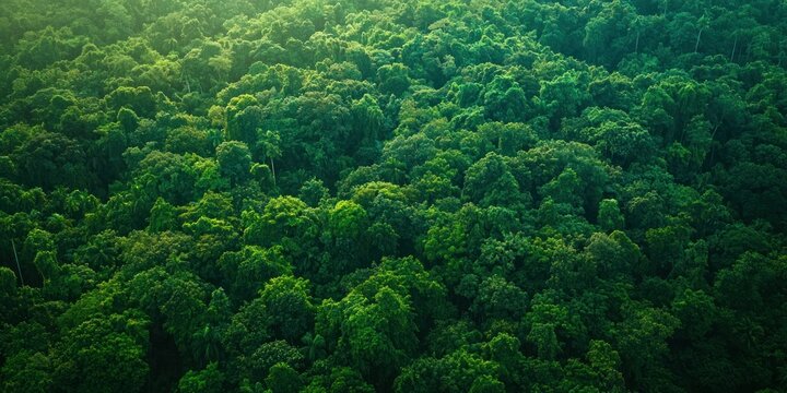 A breathtaking aerial view of a dense jungle canopy, showcasing endless layers of green - Powered by Adobe