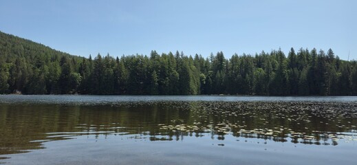 peaceful forest lake framed by towering evergreens under a clear blue sky. Gentle ripples and scattered lily pads reflect the calm of nature, making it a perfect moment of stillness in the wilderness