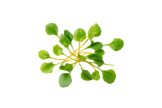 Watercress bouquet composition crafted for gourmet plating diagrams and chef competition posters