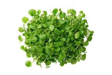 Obraz premium Watercress bunch isolated for micronutrient infographics, gourmet salad kit labels and wellness blogs
