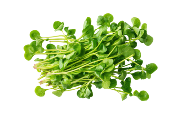 Loose watercress sprigs arranged in circle for detox poster artwork and culinary academy presentations