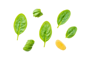 Cluster of fresh spinach leaves isolated on transparent background boosts iron-rich message for smoothie-powder bags