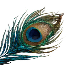 Elegant peacock feather display individually isolated on a transparent background