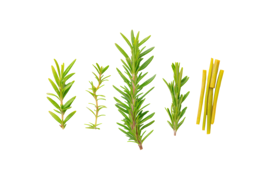 Fresh rosemary tip with buds isolated on transparent background elevates craft-cocktail garnish guides and gourmet oil labels