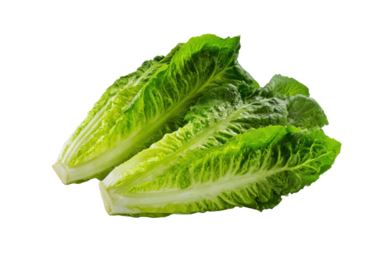 Minimal romaine motif on transparent background offers crisp accent to hydration-bottle icons and gym snack branding