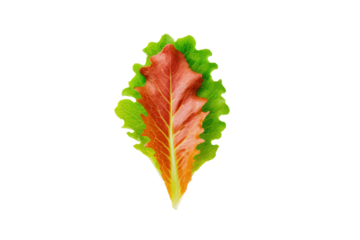 Red-leaf lettuce ribbons on transparent background perfect for wrap-sandwich diagrams and deli-counter signage