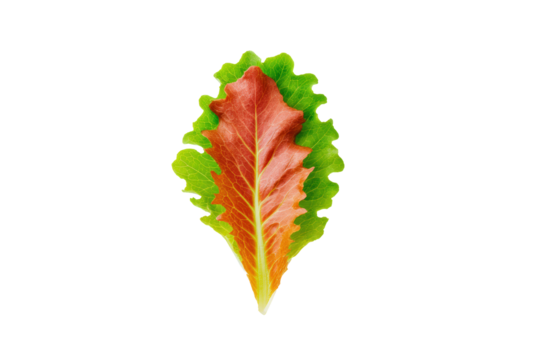 Red-leaf lettuce ribbons on transparent background perfect for wrap-sandwich diagrams and deli-counter signage