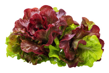 Red-leaf lettuce bunch isolated on transparent background perfect for CSA flyers and plant-based cookbook covers