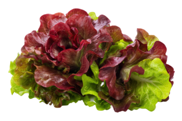 Red-leaf lettuce bunch isolated on transparent background perfect for CSA flyers and plant-based cookbook covers