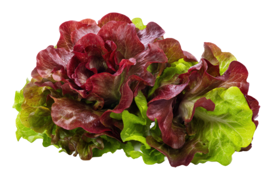 Red-leaf lettuce bunch isolated on transparent background perfect for CSA flyers and plant-based cookbook covers