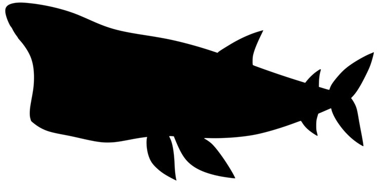 Basking Shark Silhouette Shadow Vector Illustration