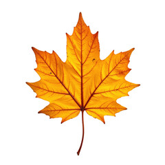 Vibrant autumn maple leaf with detailed veins, perfect for seasonal themes, nature decor..