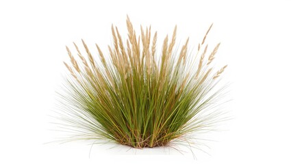 Ornamental Grass Cluster Against White Background