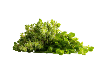 Minimal oregano leaf motif on transparent background supplies subtle botanical accent to olive-oil packaging