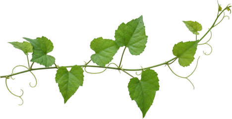 Lush green vine with heart shaped leaves isolated transparent background nature photography