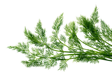 Robust dill bunch flat-lay isolated on transparent background, perfect for farm-fresh flyers and gourmet bread dips