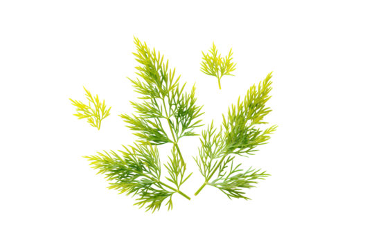 Minimalist dill pattern isolated on transparent background, excellent for spice-jar labels and salad-kit branding
