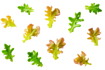 Minimal red oak-leaf motif on transparent background offers vivid accent for gut-health product graphics