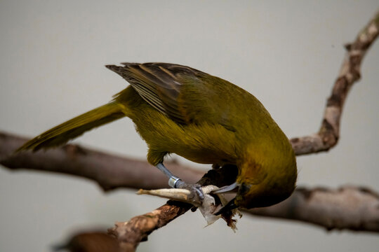 The Montserrat Oriole (Icterus oberi).