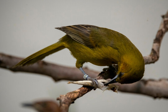 The Montserrat Oriole (Icterus oberi).