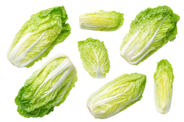 Green napa cabbage half on transparent background ideal for low-carb wrap infographic call-outs