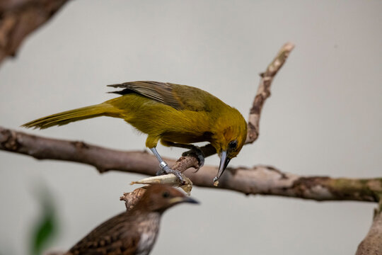 The Montserrat Oriole (Icterus oberi).