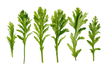 Neatly chopped mizuna ribbons on transparent background perfect for stir-fry tutorial graphics