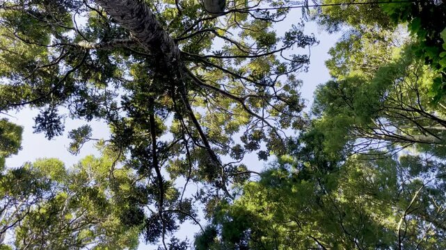 Video capturing of towering trees with sprawling branches moving in the wind and lush green foliage against a clear blue sky, embodying the majesty and tranquility of a dense forest with the sound of 