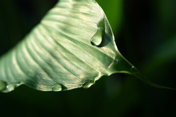 Close-up green leaf with water drops in the rainy day for natural background.