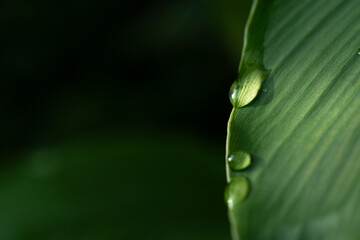 Close-up green leaf with water drops in the rainy day for natural background.