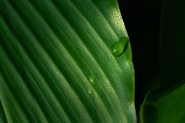 Close-up green leaf with water drops in the rainy day for natural background.