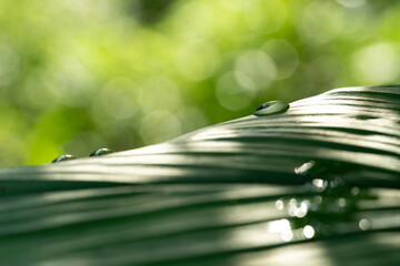 Close-up green leaf with water drops in the rainy day for natural background.