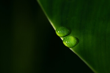 Close-up green leaf with water drops in the rainy day for natural background.
