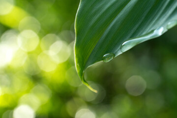 Close-up green leaf with water drops in the rainy day for natural background.