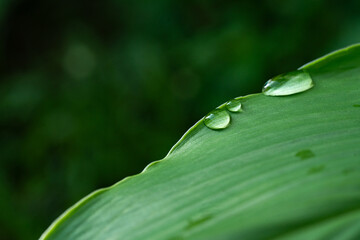 Close-up green leaf with water drops in the rainy day for natural background.