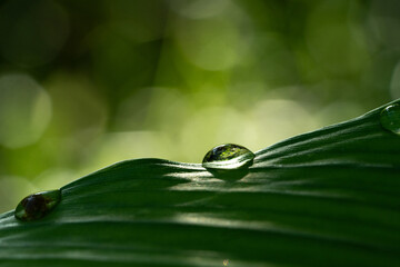 Close-up green leaf with water drops in the rainy day for natural background.