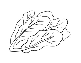 lettuce digital drawing illustration isolated